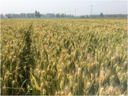 全球最大的博彩平台